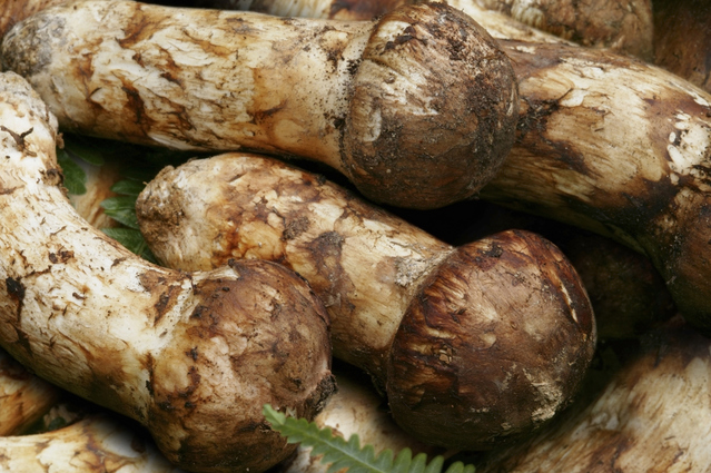【限定3名さま】本物を知る貴方に真の山の幸を!! 秋の味覚 国産松茸!!
