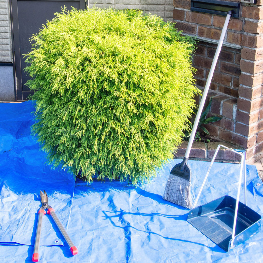 福井県庭木剪定サービス【庭木剪定1本4,000円(税込4,400円)から対応可